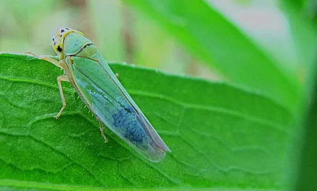 dalbulus_maidis_9-215526